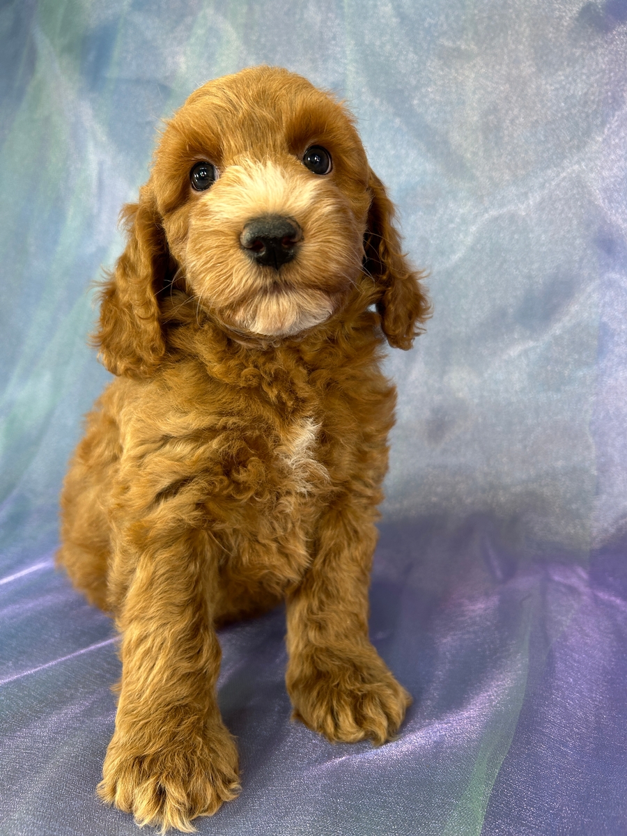 Male Cockapoo Puppy for Sale DOB 7-24-2026 $950